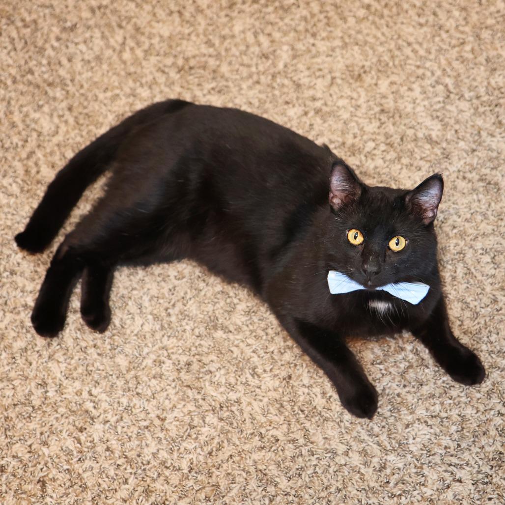 Spud, Adoptable, Adult Male Domestic Short Hair.