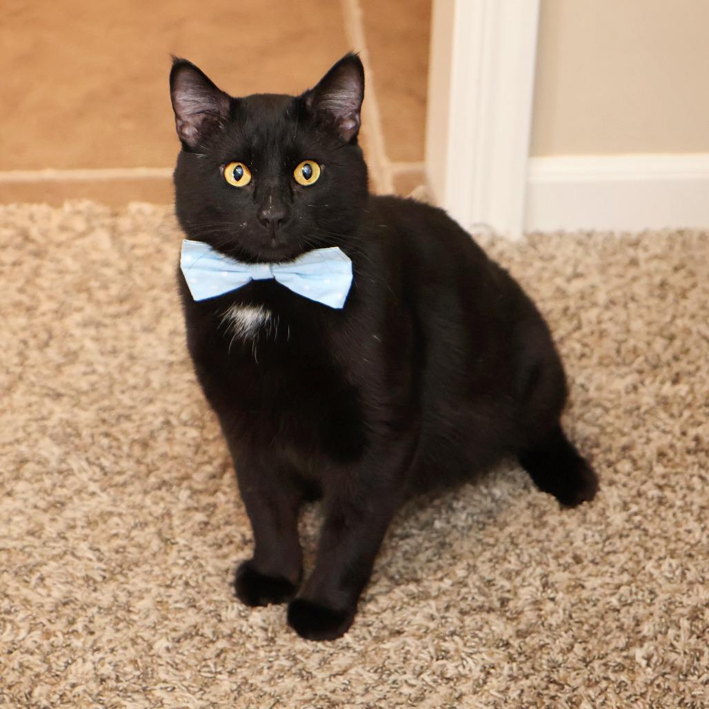 Enlarge Spud, a Adoptable Domestic Short Hair in FAIRWAY, KS image 2/6