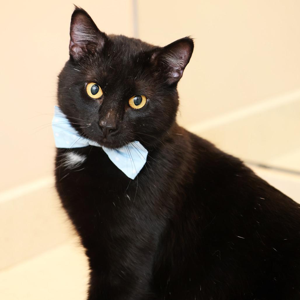 Enlarge Spud, a Adoptable Domestic Short Hair in FAIRWAY, KS image 3/6