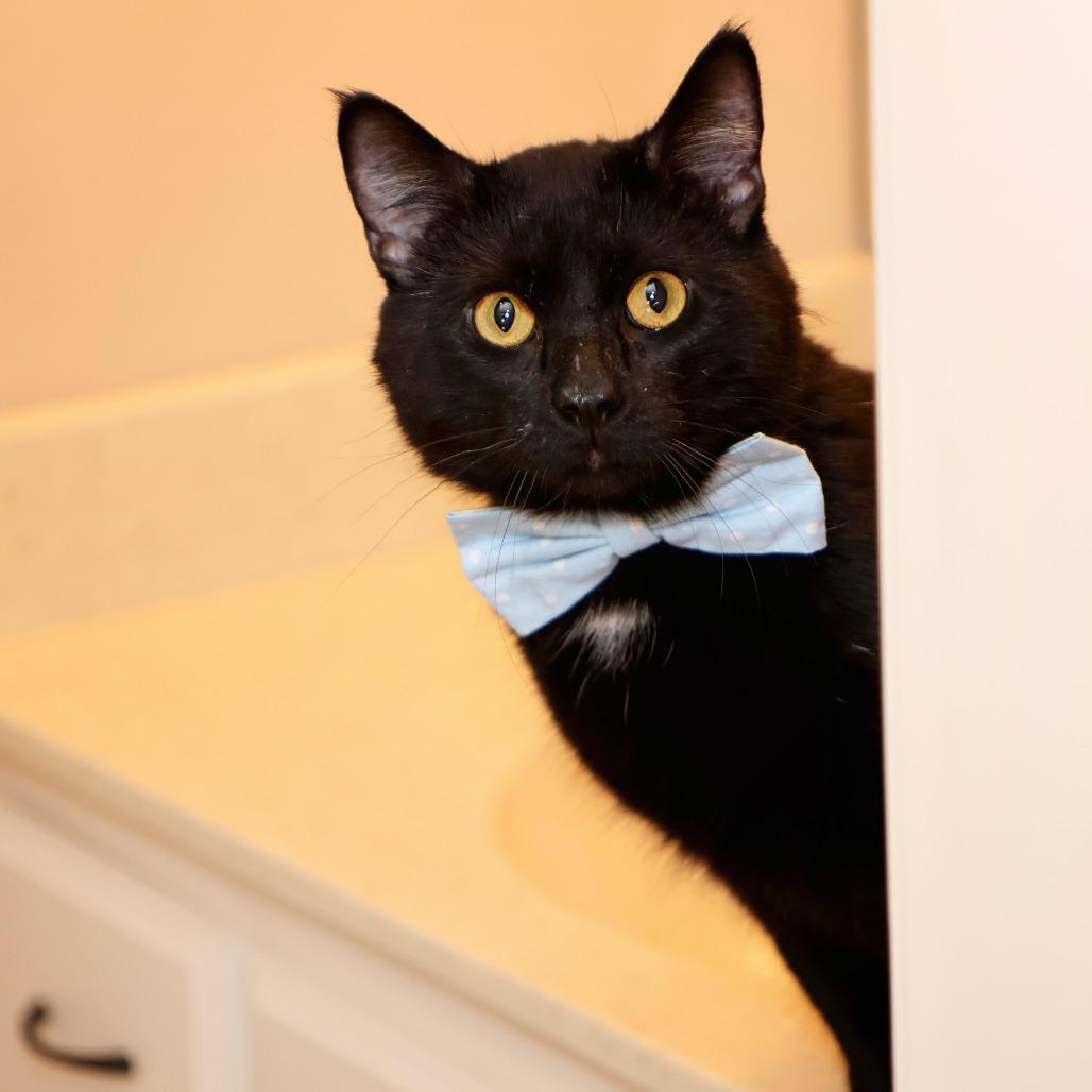 Enlarge Spud, a Adoptable Domestic Short Hair in FAIRWAY, KS image 4/6