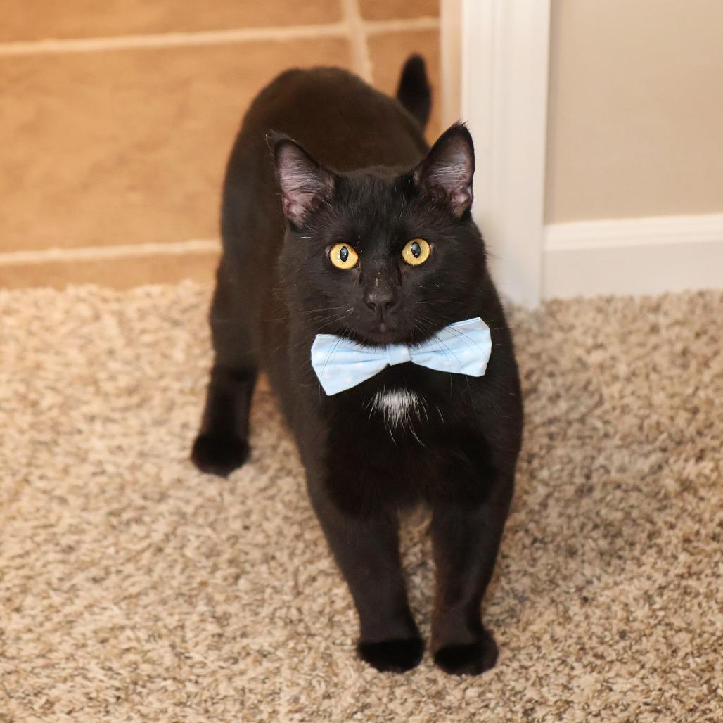 Enlarge Spud, a Adoptable Domestic Short Hair in FAIRWAY, KS image 6/6