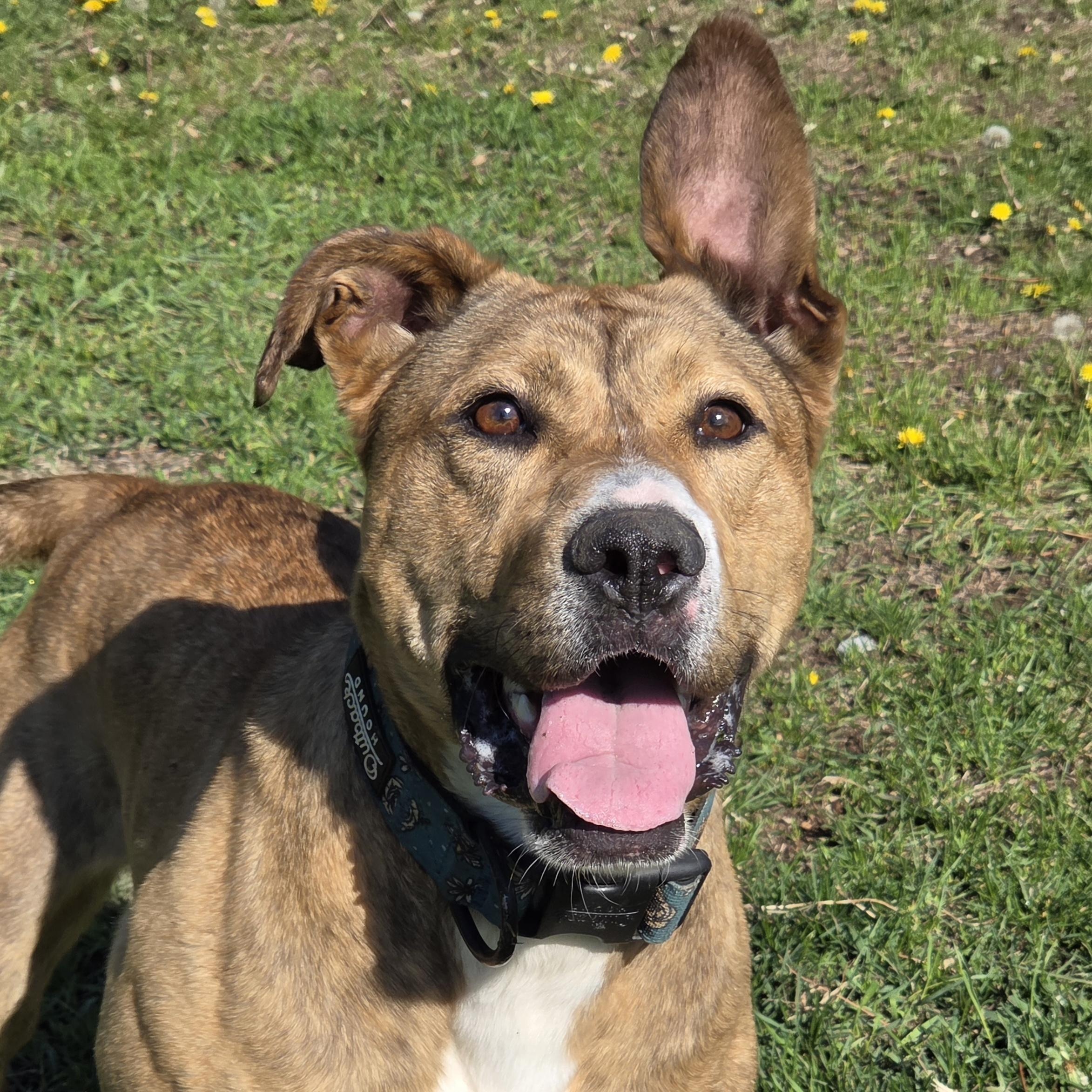 Luna, ADOPTABLE, Adult Female Pit Bull Terrier & German Shepherd Dog.