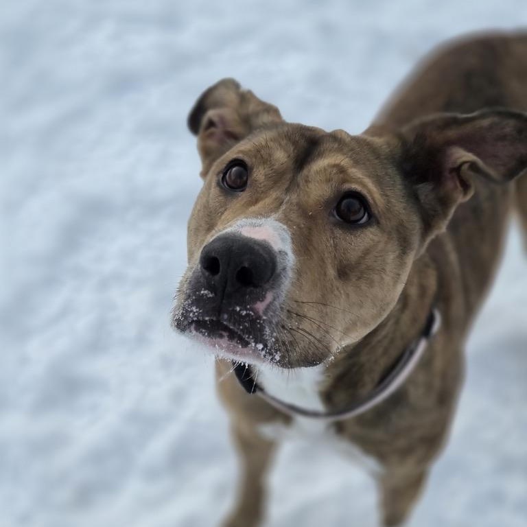 Luna, ADOPTABLE, Adult Female Pit Bull Terrier & German Shepherd Dog.