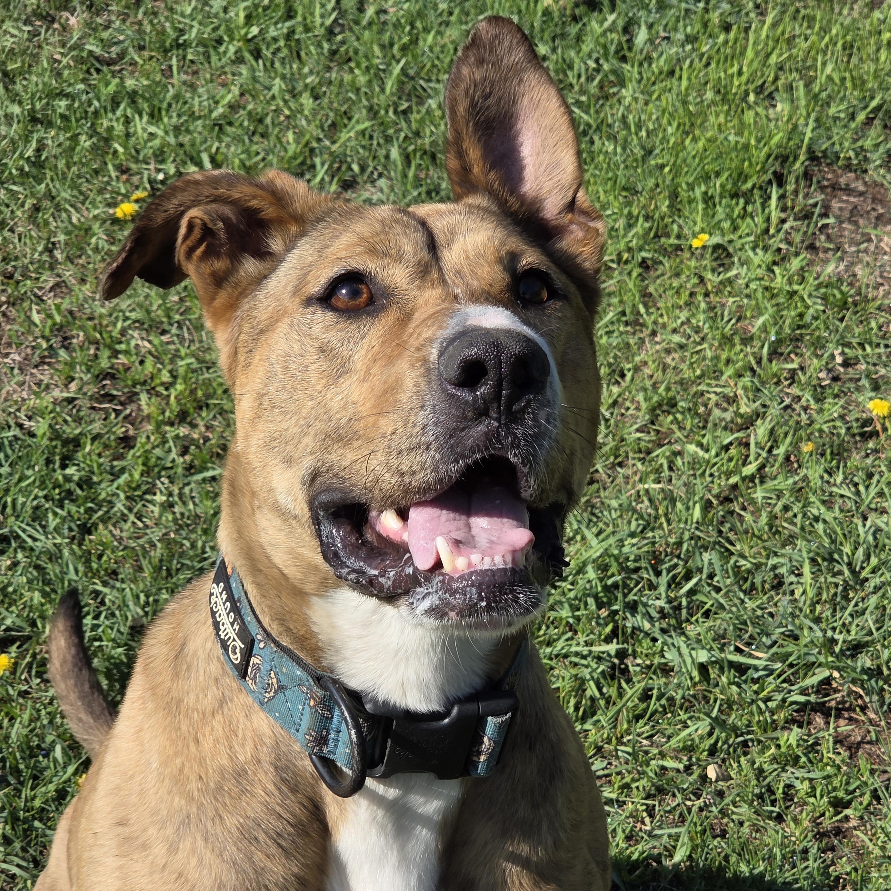 Luna, a ADOPTABLE mixed breed in Park Rapids, MN image 2/3