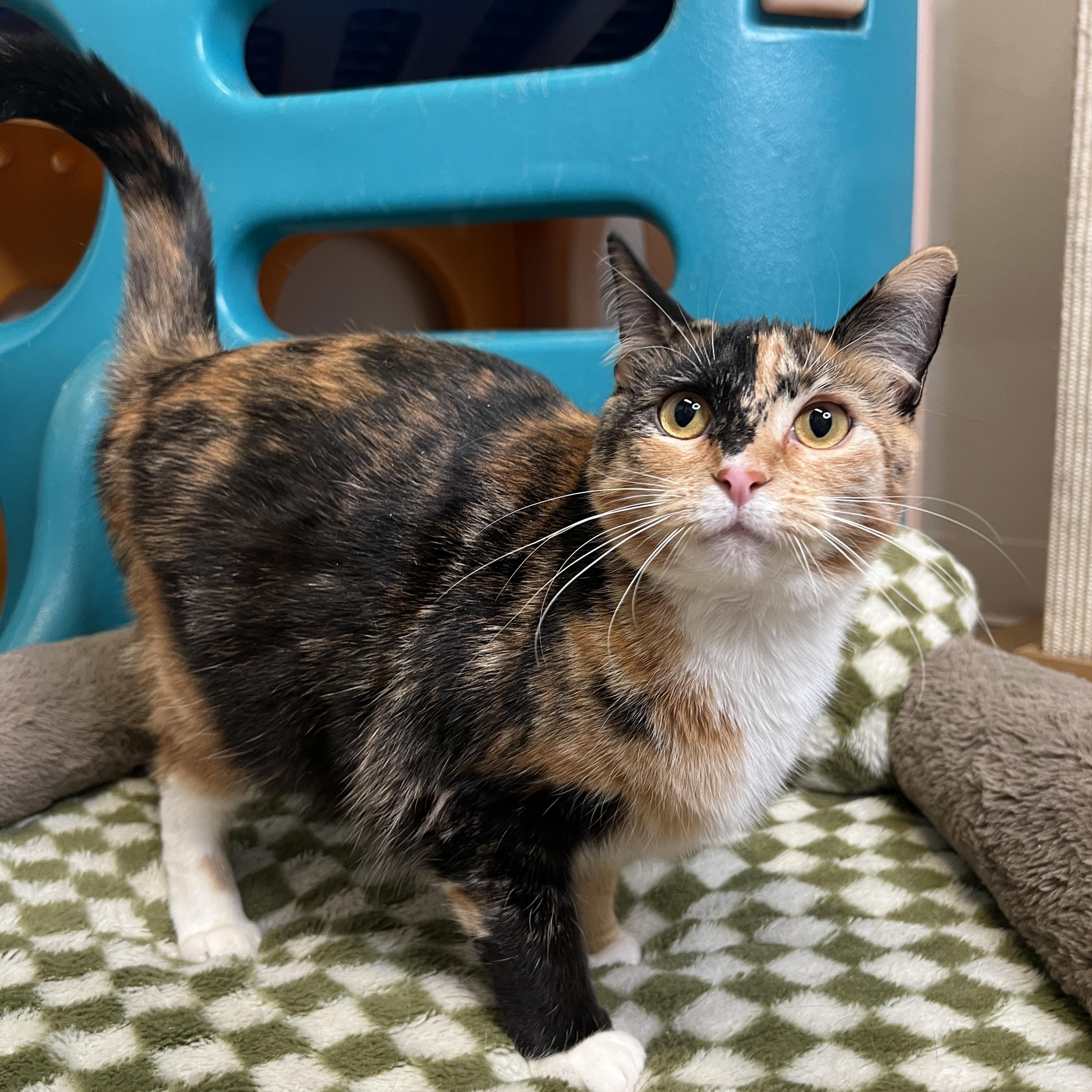 Enlarge Angel & Gene (Bonded Pair), a ADOPTABLE Domestic Short Hair in Frankenmuth, MI image 4/6