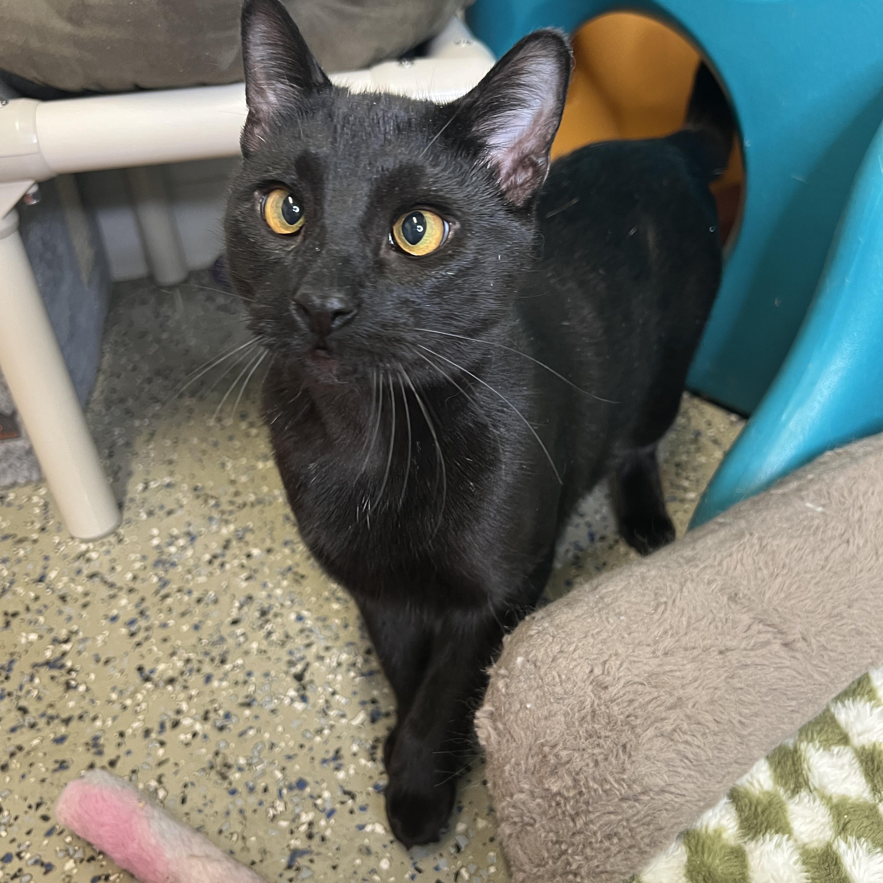 Enlarge Angel & Gene (Bonded Pair), a ADOPTABLE Domestic Short Hair in Frankenmuth, MI image 3/6