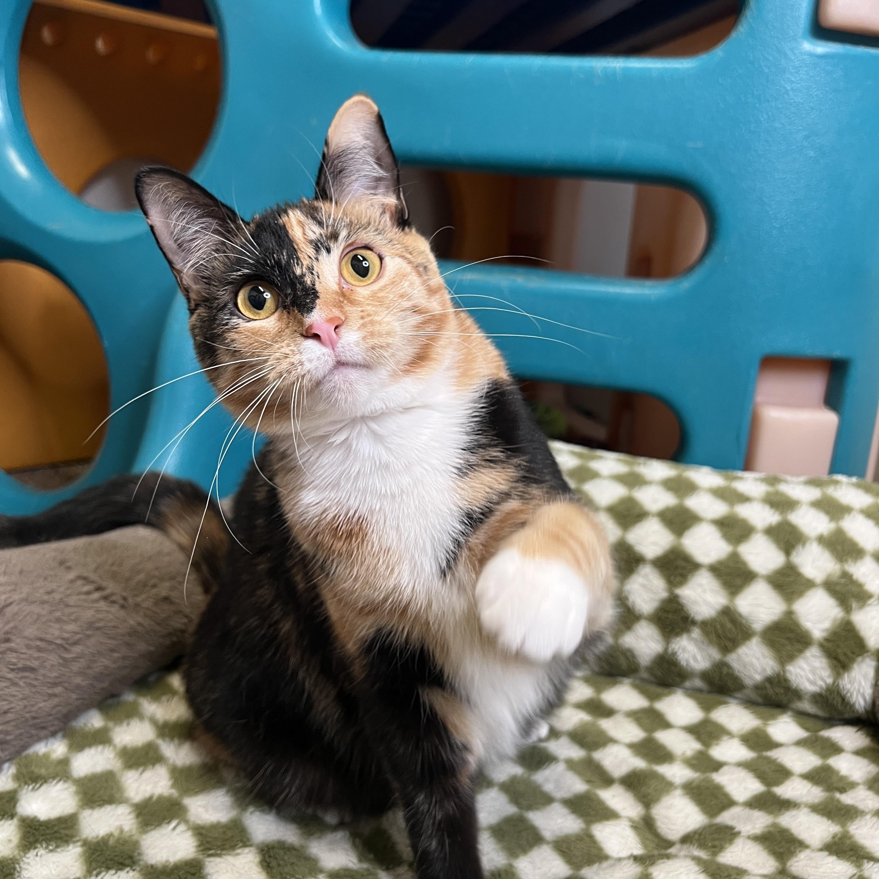 Enlarge Angel & Gene (Bonded Pair), a ADOPTABLE Domestic Short Hair in Frankenmuth, MI image 2/6