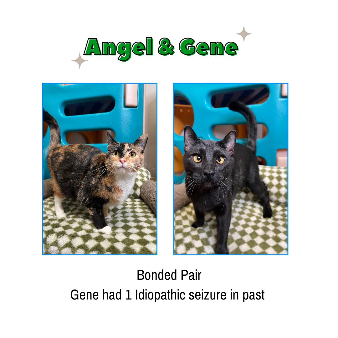 Enlarge Angel & Gene (Bonded Pair), a ADOPTABLE Domestic Short Hair in Frankenmuth, MI image 1/6
