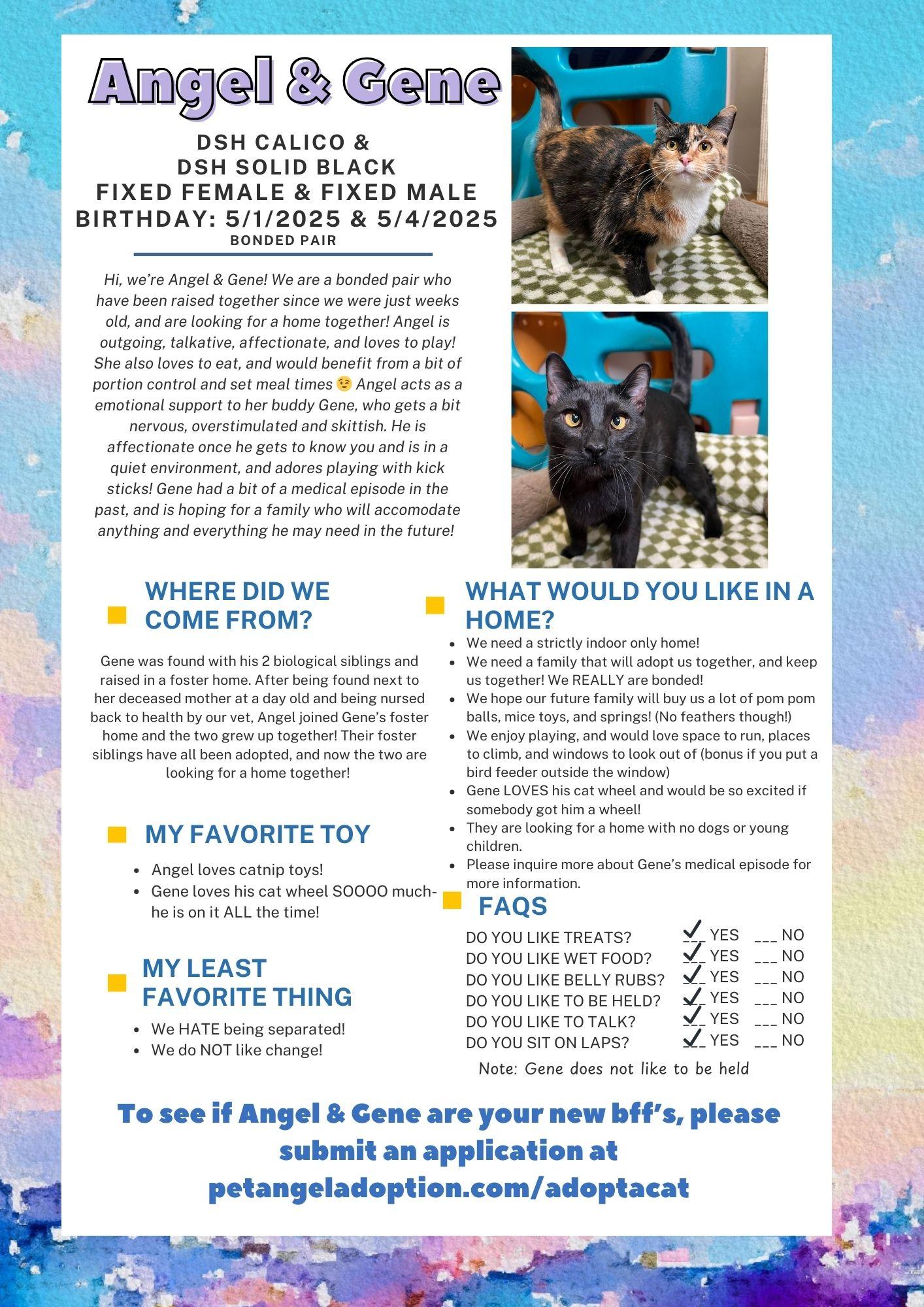 Enlarge Angel & Gene (Bonded Pair), a ADOPTABLE Domestic Short Hair in Frankenmuth, MI image 6/6