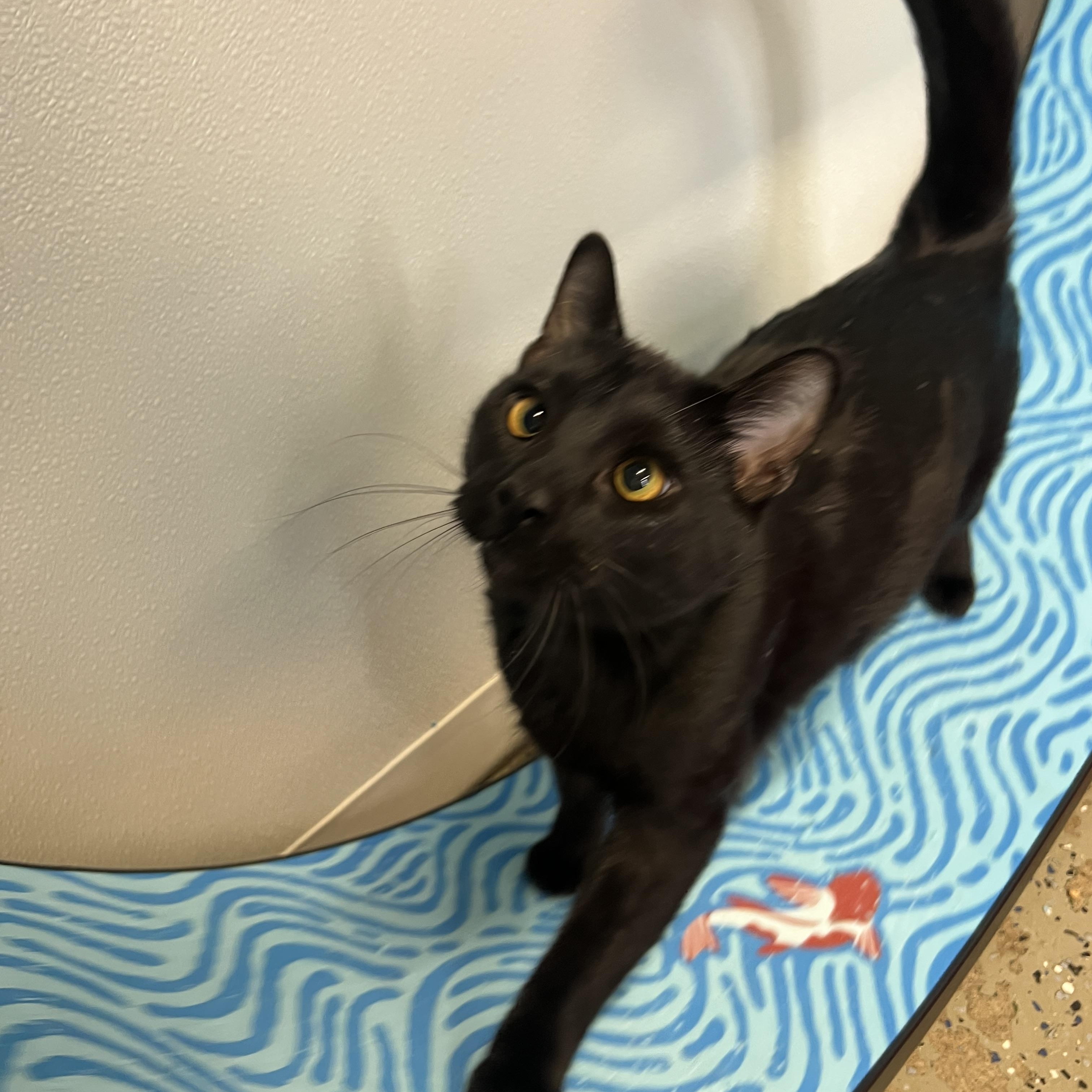 Enlarge Angel & Gene (Bonded Pair), a ADOPTABLE Domestic Short Hair in Frankenmuth, MI image 5/6