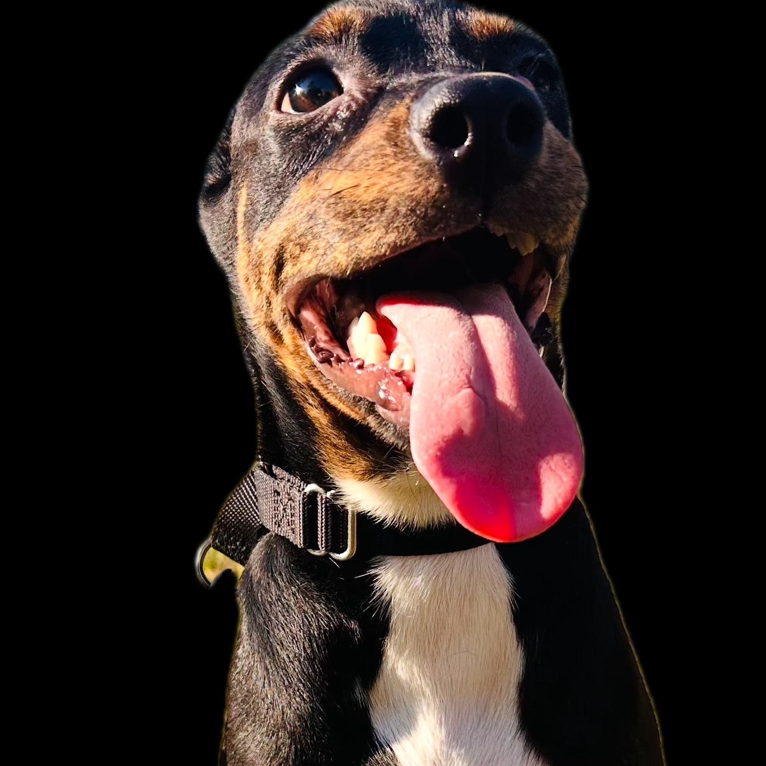 Leo, Adoptable, Young Male Australian Cattle Dog / Blue Heeler.