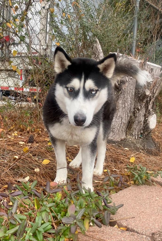 Enlarge Yara, a Adoptable Husky in Bryant, AR image 1/1