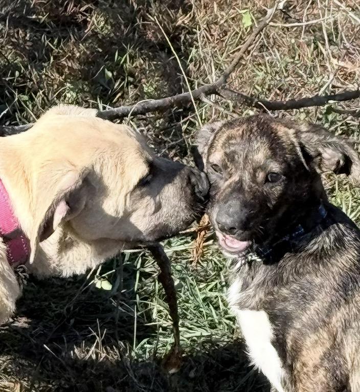 Enlarge Emeprev (Courtesy Post), a Adoptable mixed breed in Nerstrand, MN image 3/5