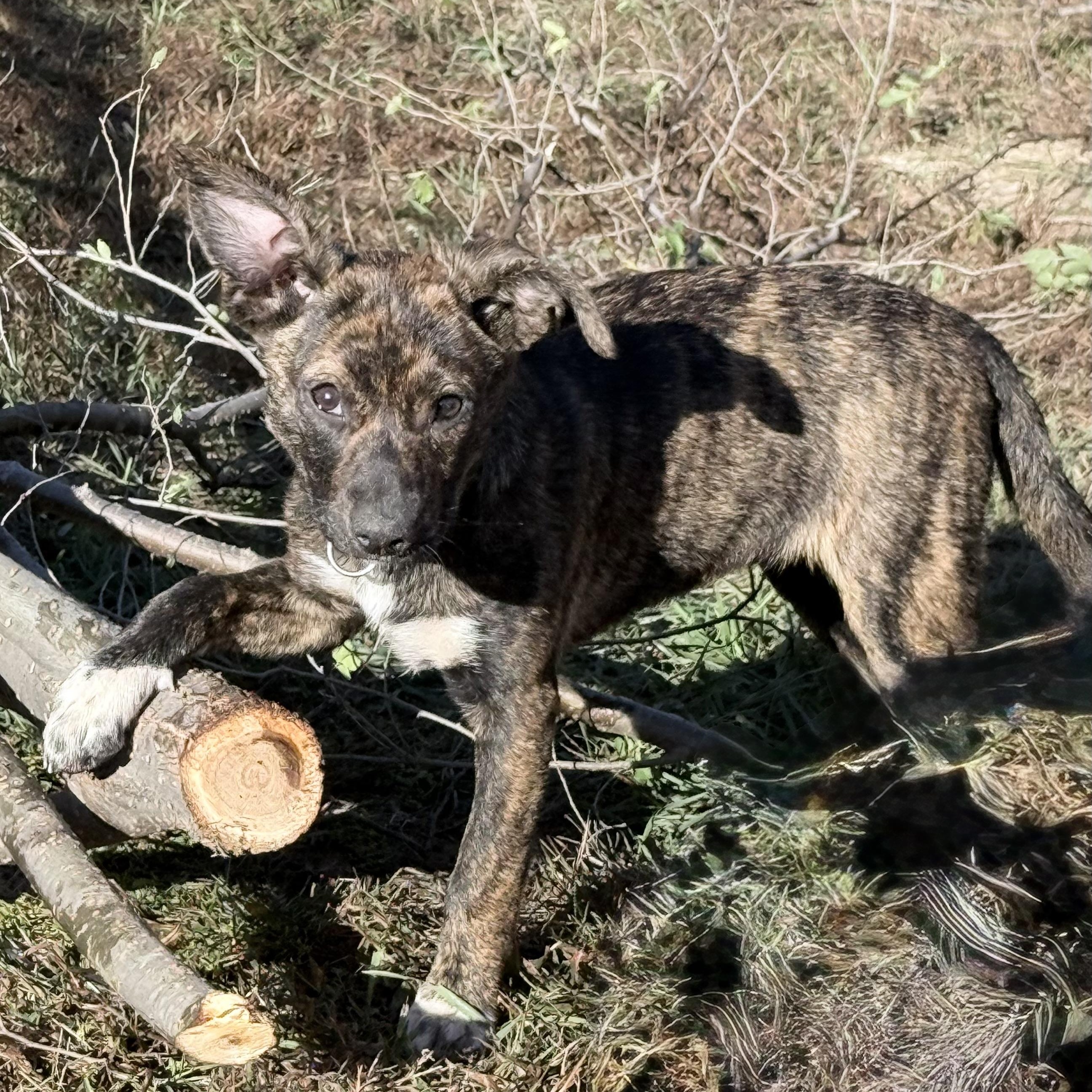 Enlarge Emeprev (Courtesy Post), a Adoptable mixed breed in Nerstrand, MN image 2/5