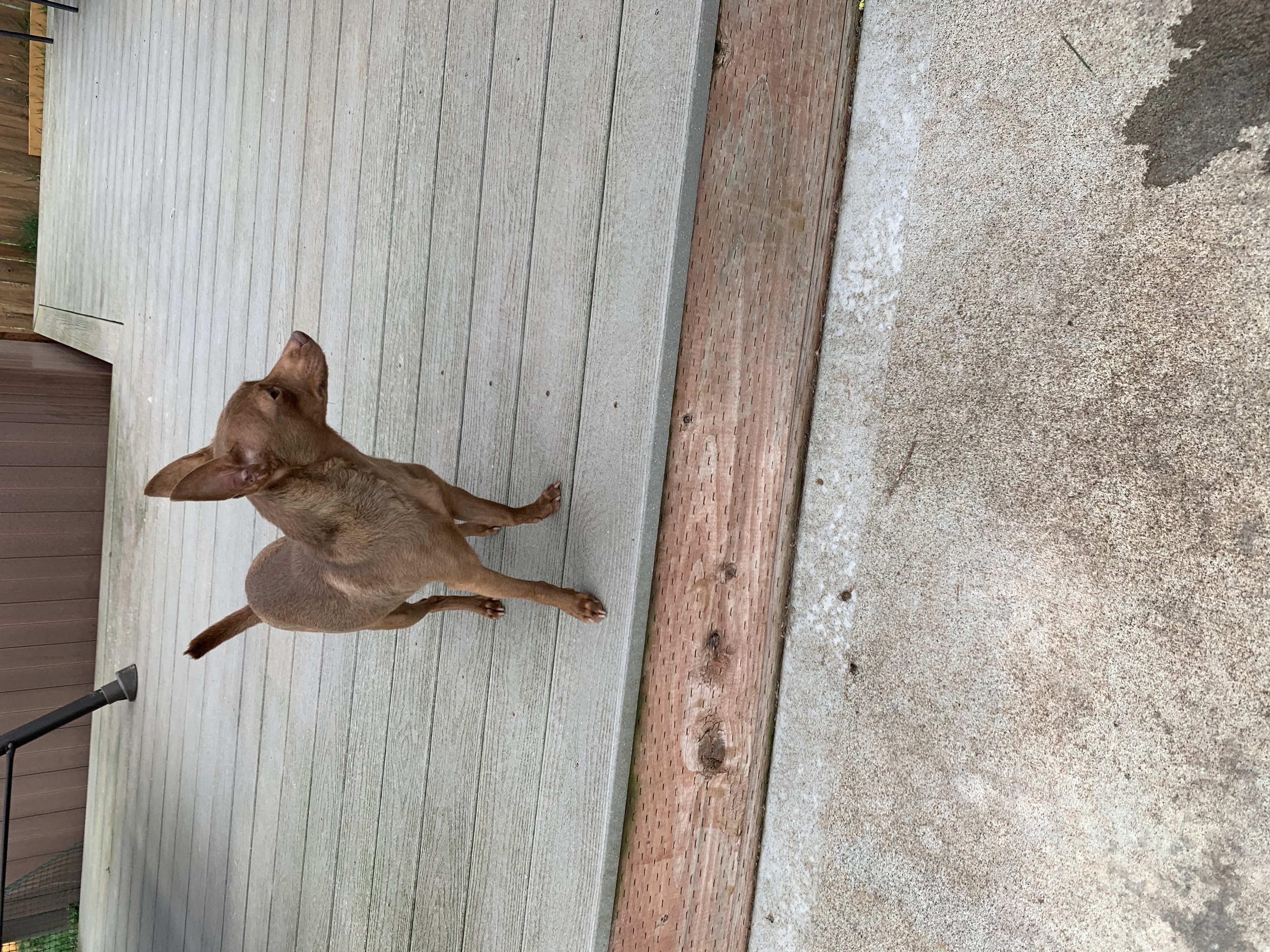 Enlarge Reese’s, a Adoptable mixed breed in Seattle, WA image 5/5