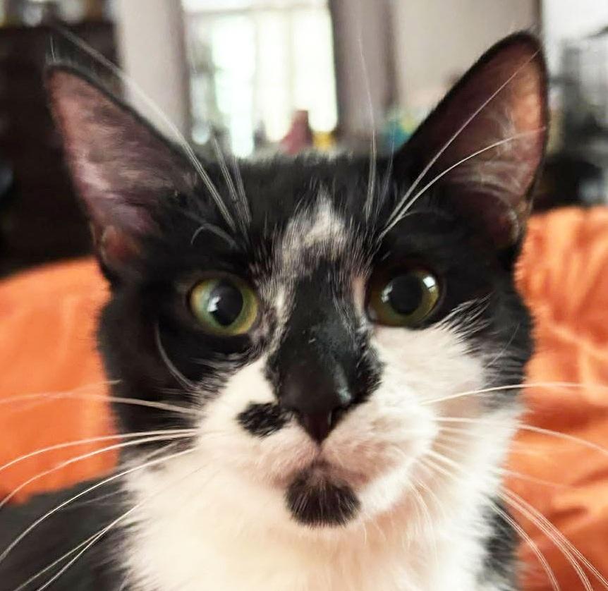 Enlarge Everly, a ADOPTABLE Domestic Short Hair in Monroe, MI image 1/3