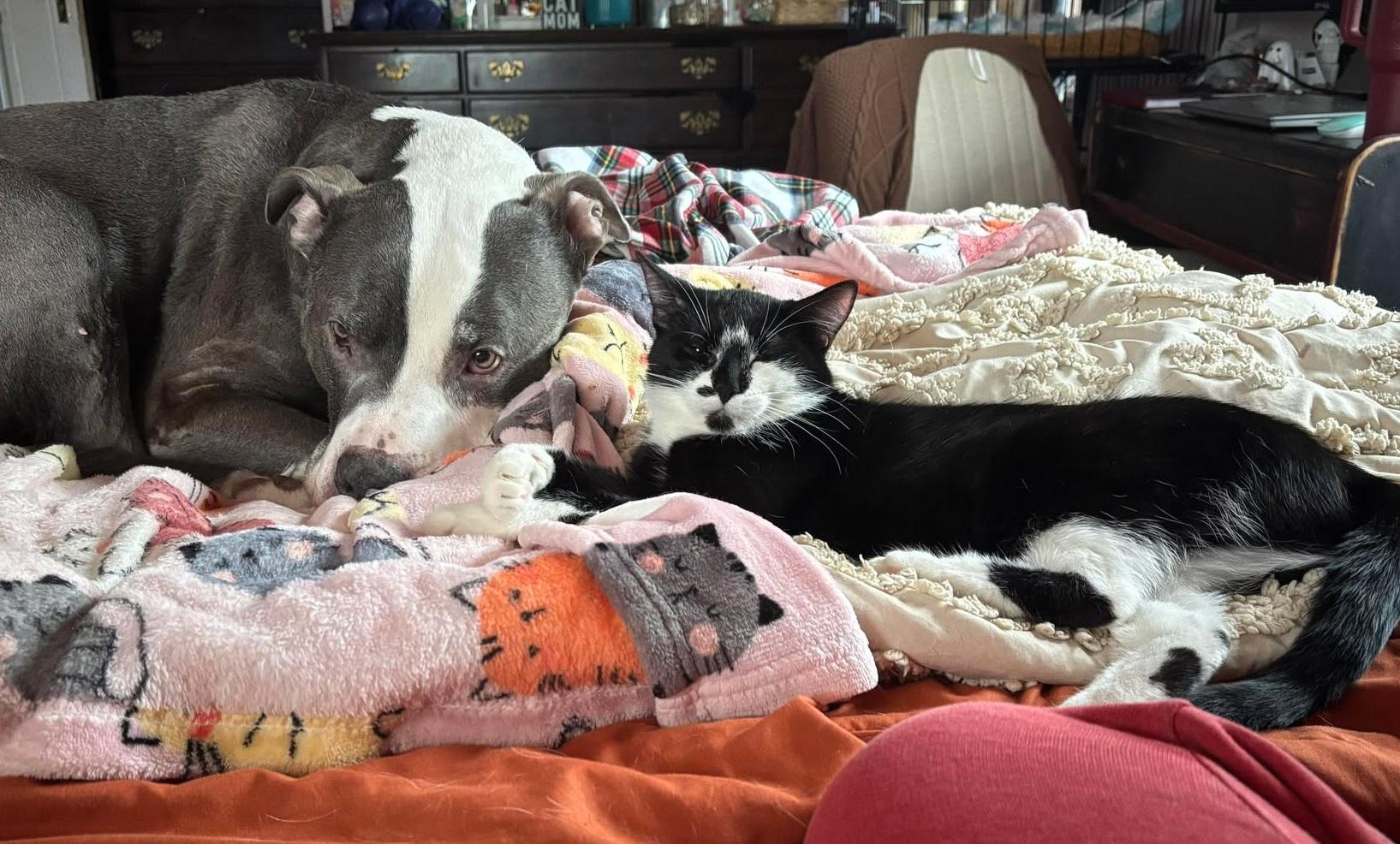 Enlarge Everly, a ADOPTABLE Domestic Short Hair in Monroe, MI image 3/3