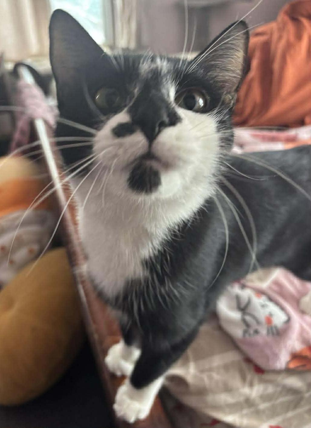 Enlarge Everly, a ADOPTABLE Domestic Short Hair in Monroe, MI image 2/3