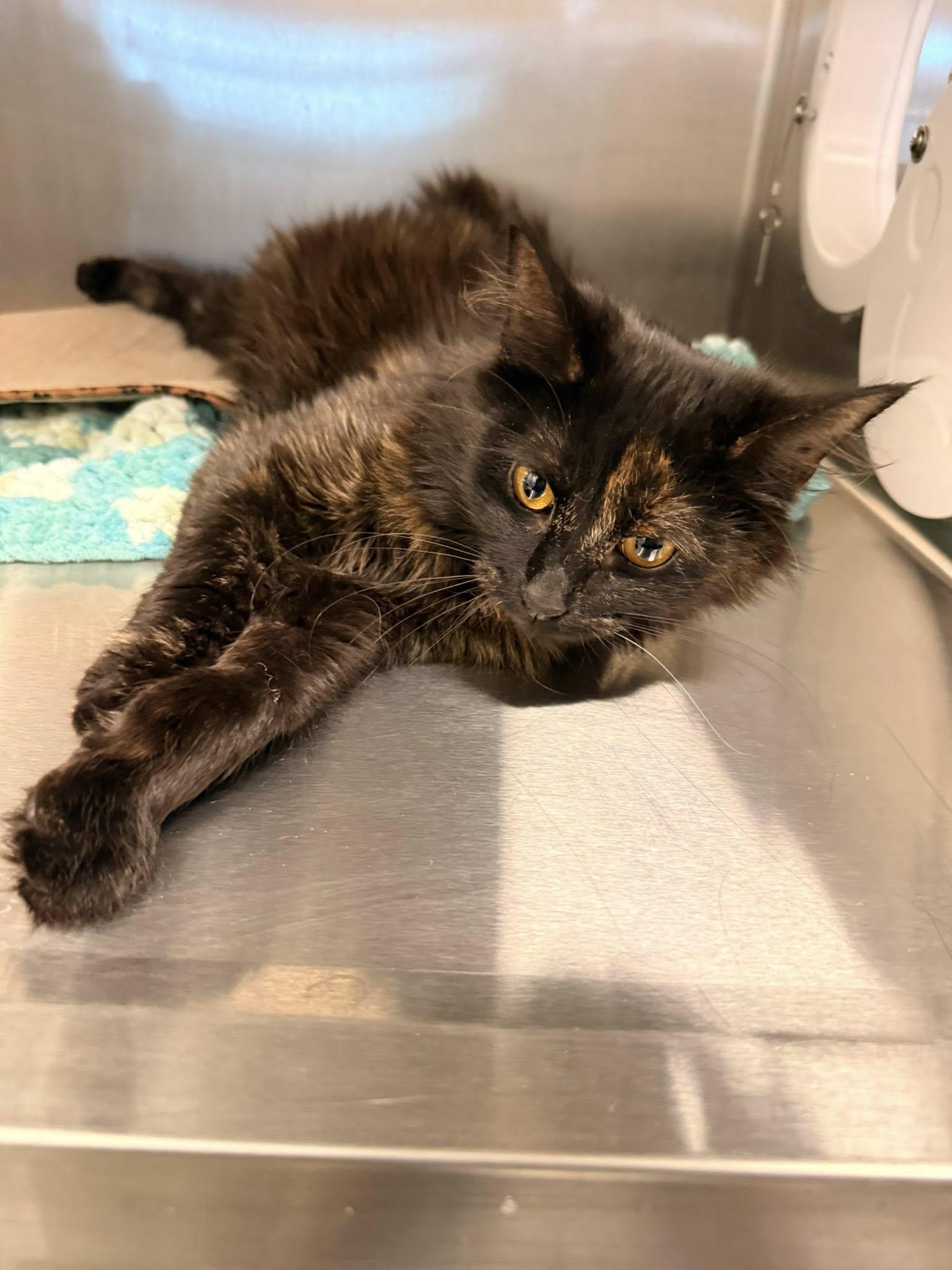 Enlarge ZimZim, a ADOPTABLE Domestic Medium Hair in Clarksville, TN image 2/5