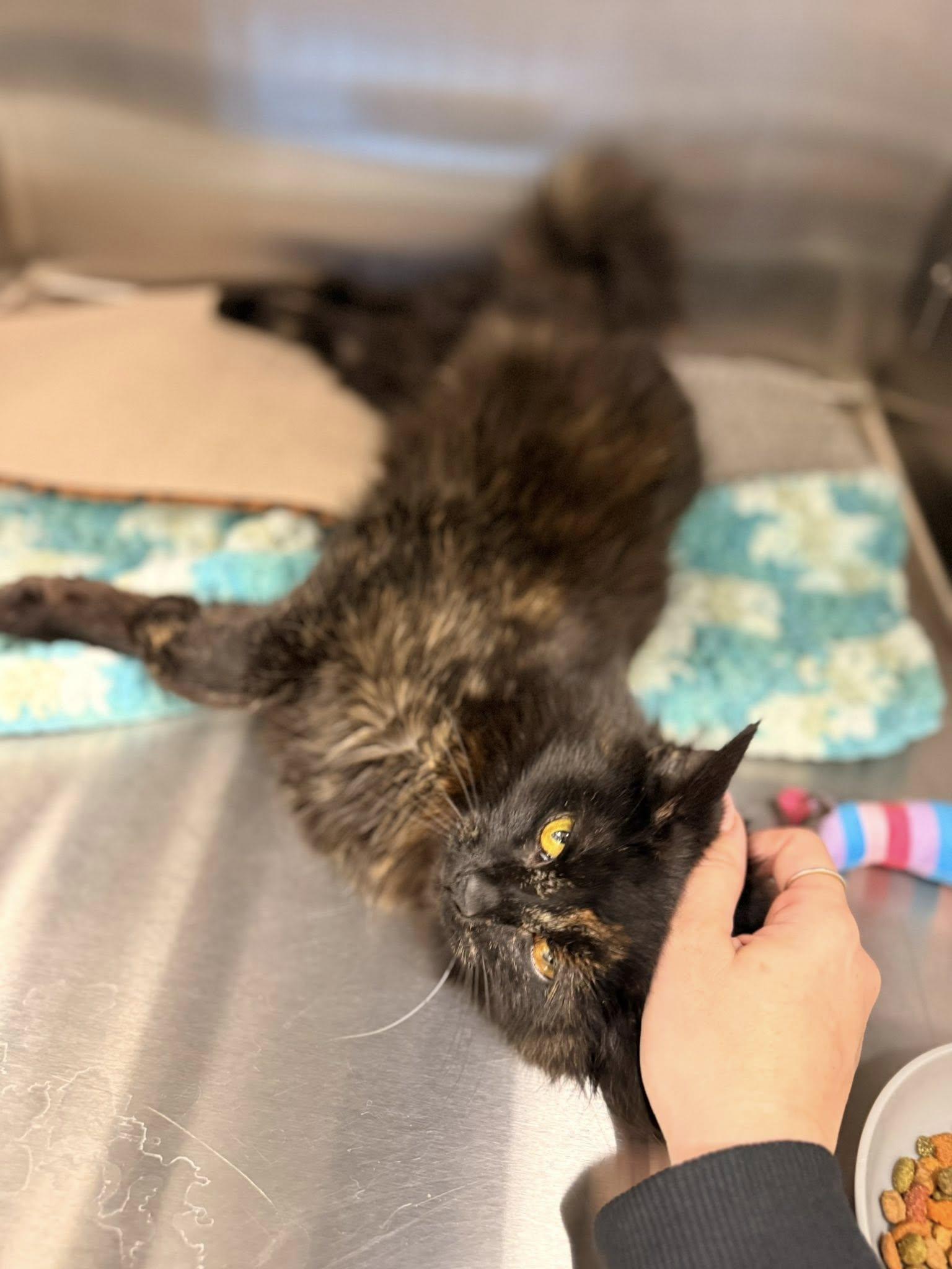 Enlarge ZimZim, a ADOPTABLE Domestic Medium Hair in Clarksville, TN image 4/5