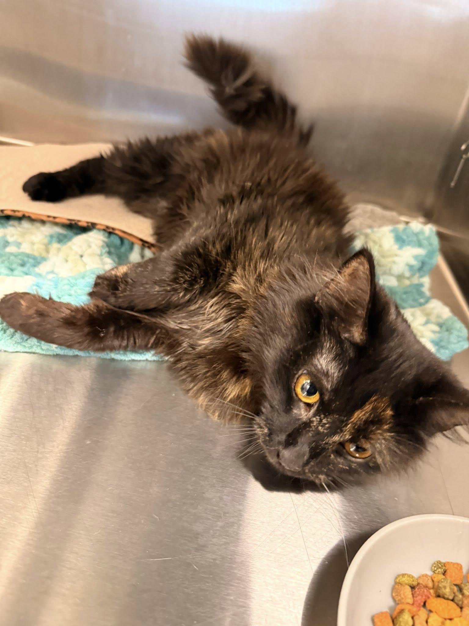 Enlarge ZimZim, a ADOPTABLE Domestic Medium Hair in Clarksville, TN image 5/5