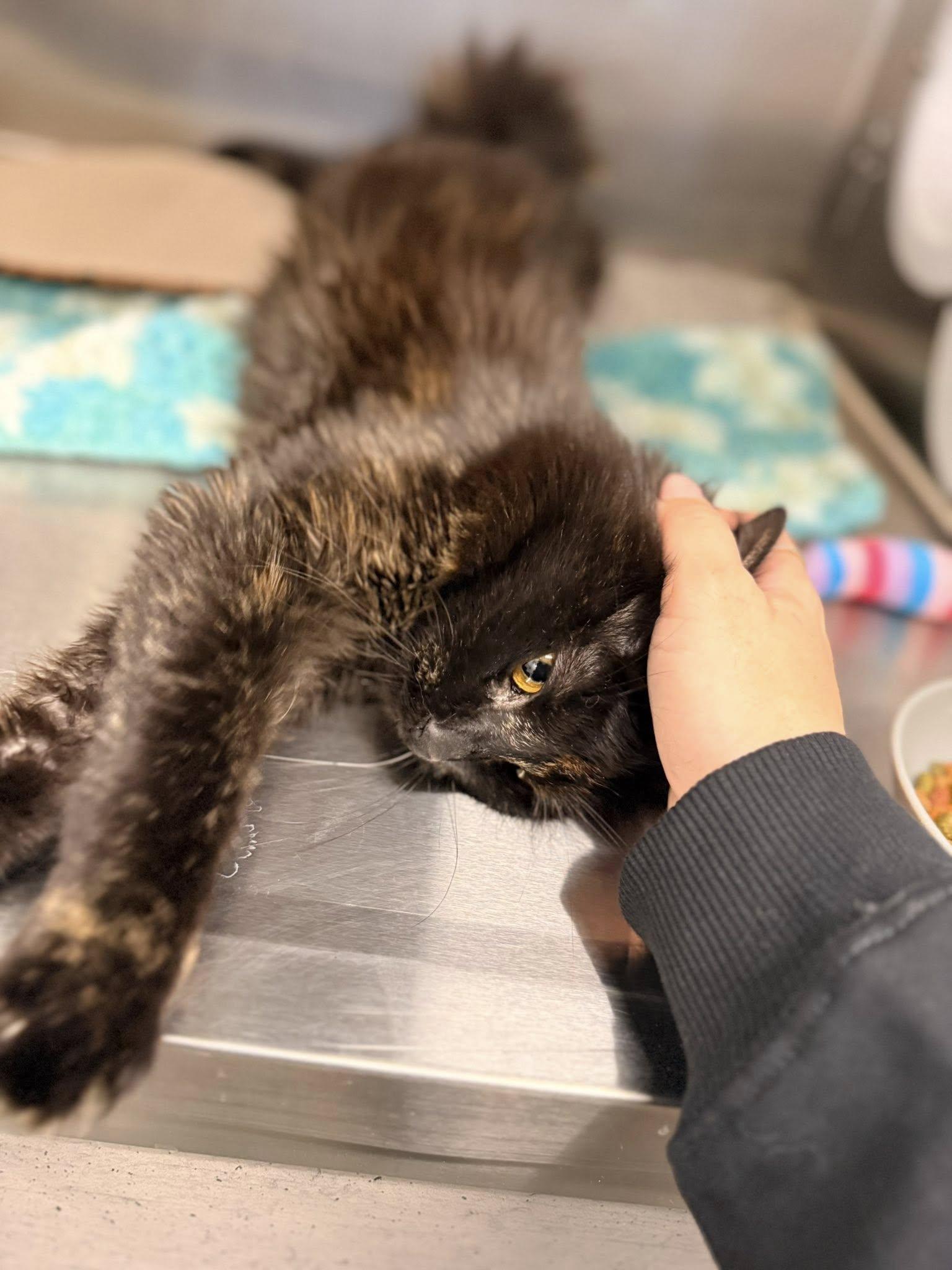 Enlarge ZimZim, a ADOPTABLE Domestic Medium Hair in Clarksville, TN image 3/5