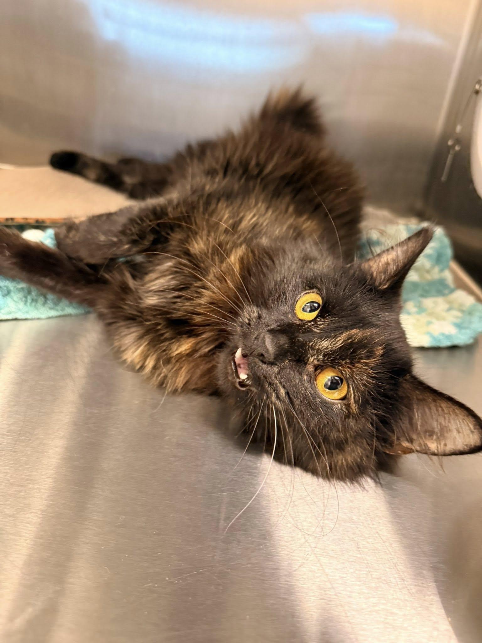 ZimZim, ADOPTABLE, Young Female Domestic Medium Hair.