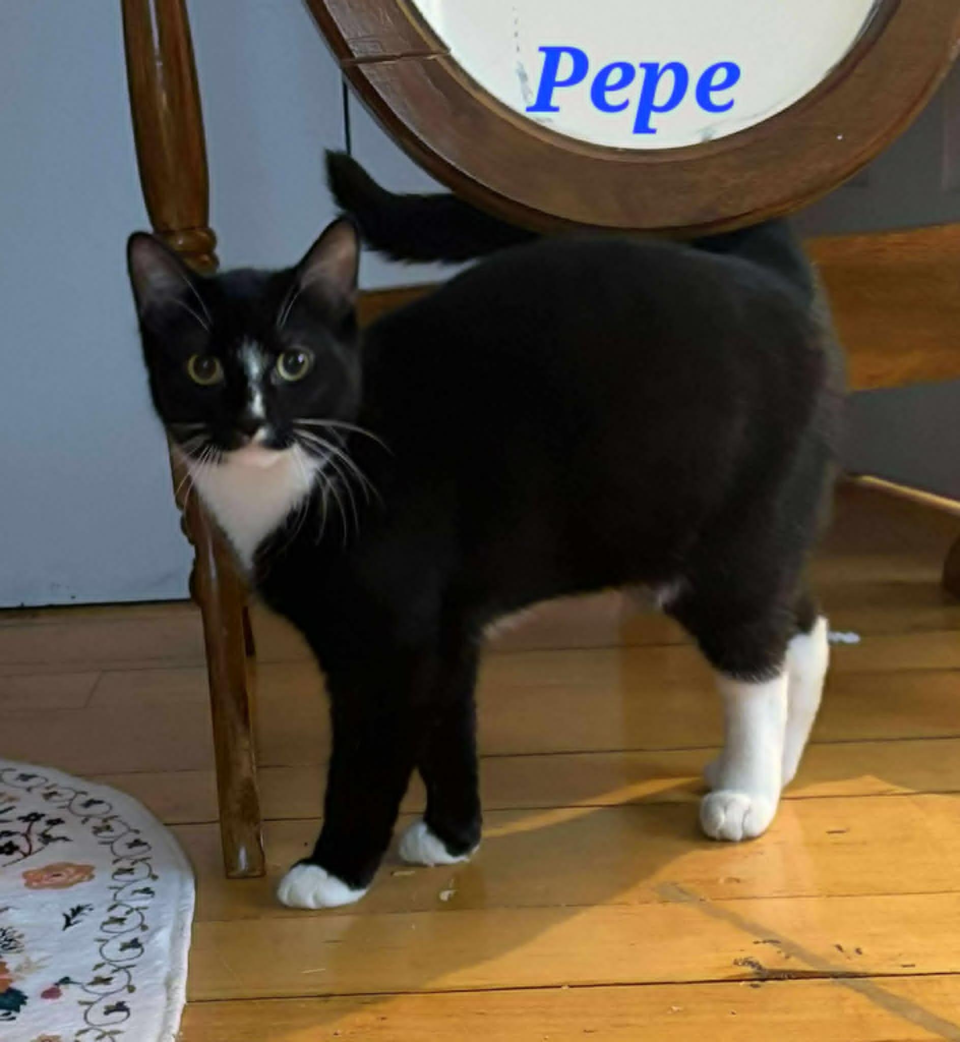 Pepe, ADOPTABLE, Young Male Domestic Short Hair.