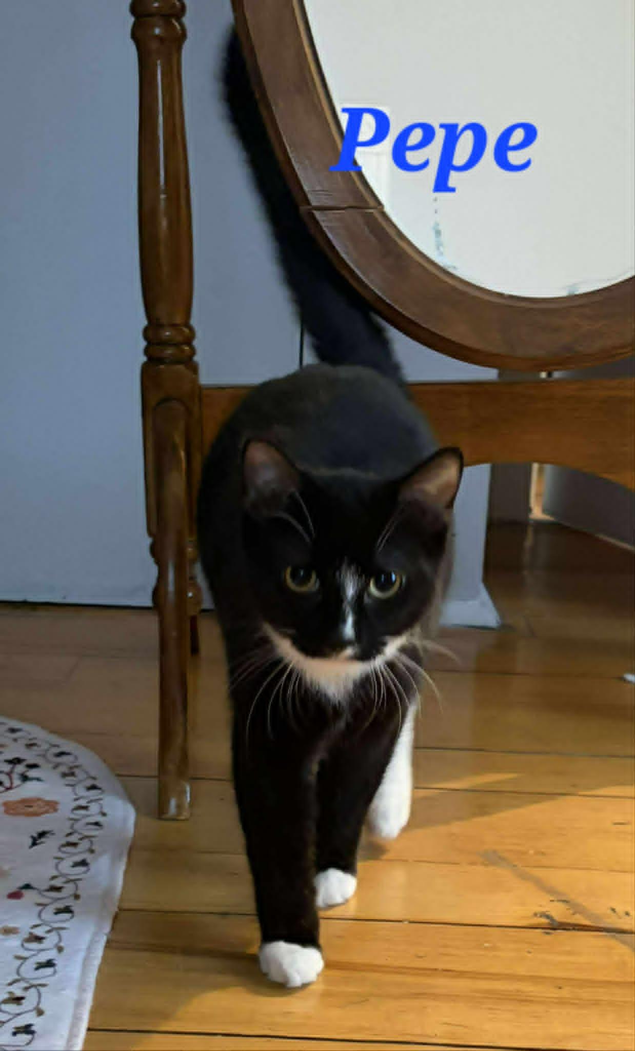 Enlarge Pepe, a ADOPTABLE Domestic Short Hair in Kitchener, ON image 2/3