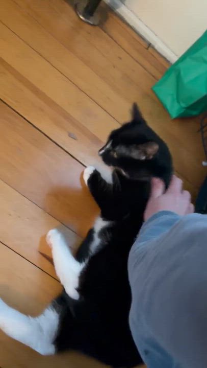 Enlarge Pepe, a ADOPTABLE Domestic Short Hair in Kitchener, ON video 3/3