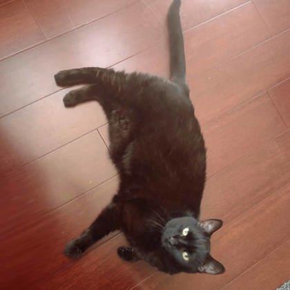 Lokey, Adoptable, Senior Male Domestic Short Hair.