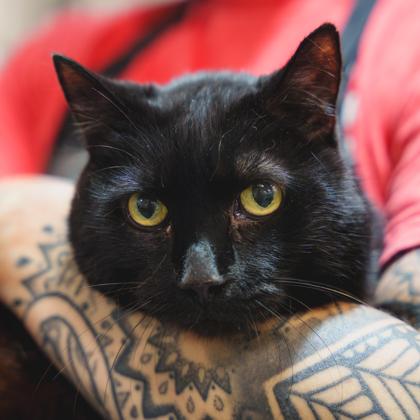 Lokey, Adoptable, Senior Male Domestic Short Hair.