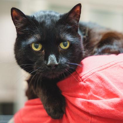 Lokey, a Adoptable mixed breed in Atlanta, GA image 3/3