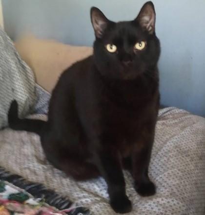 Lokey, Adoptable, Adult Male Domestic Short Hair.