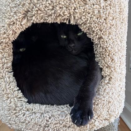 Enlarge Lokey, a Adoptable mixed breed in Atlanta, GA image 3/3