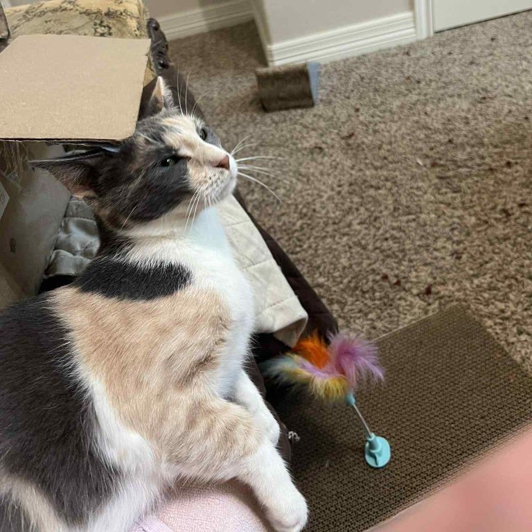 Penelope