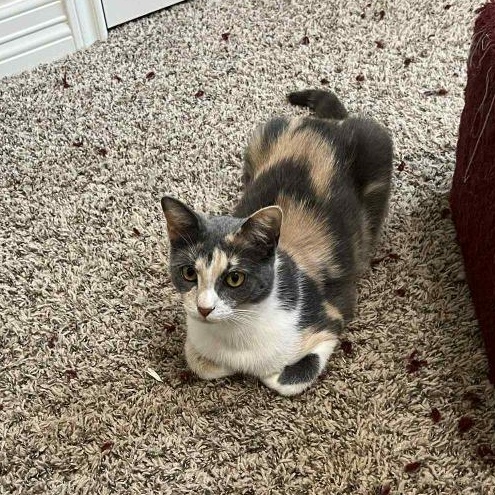 Penelope