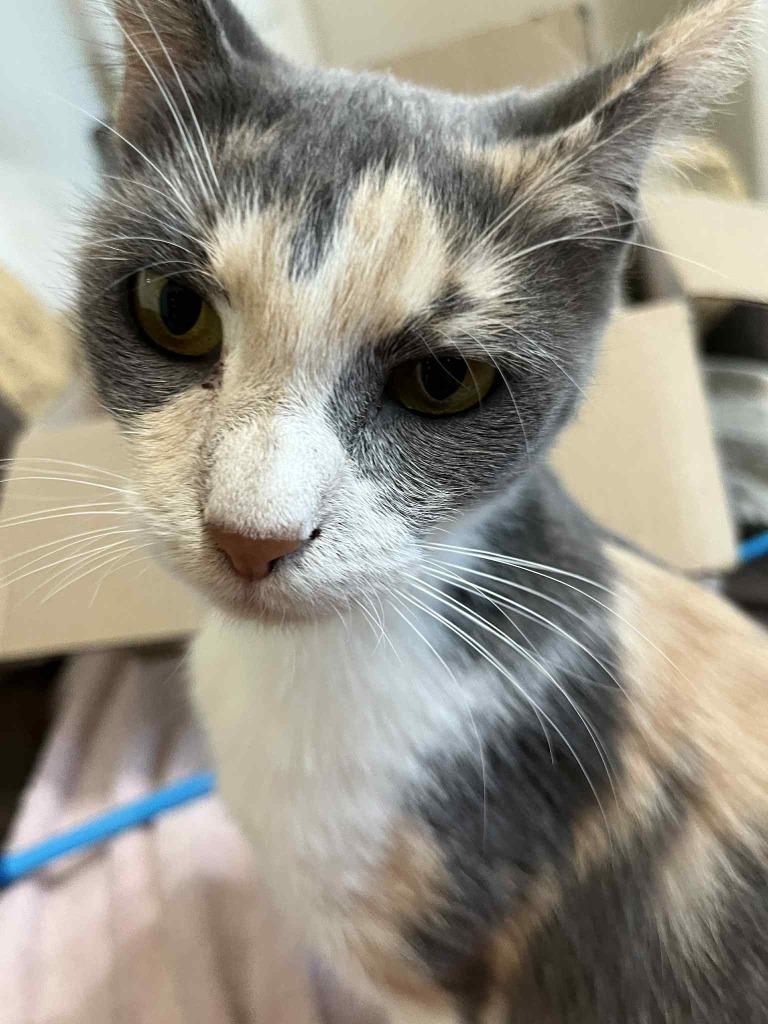 Penelope