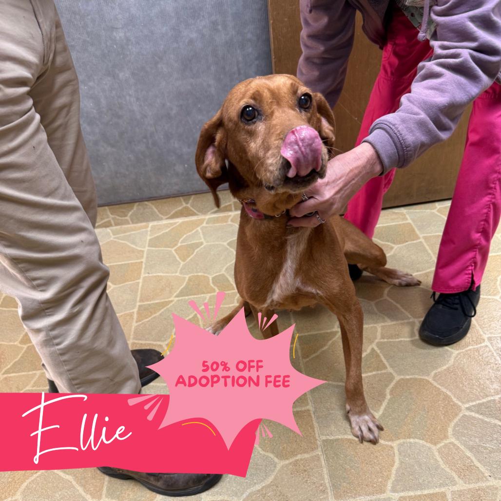 Ellie, Adoptable, Senior Female Hound.