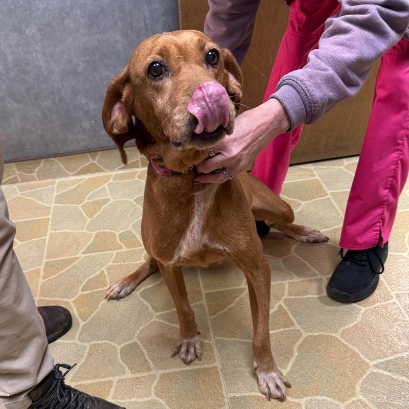 Enlarge Ellie, a Adoptable Hound in Atlanta, GA image 2/2