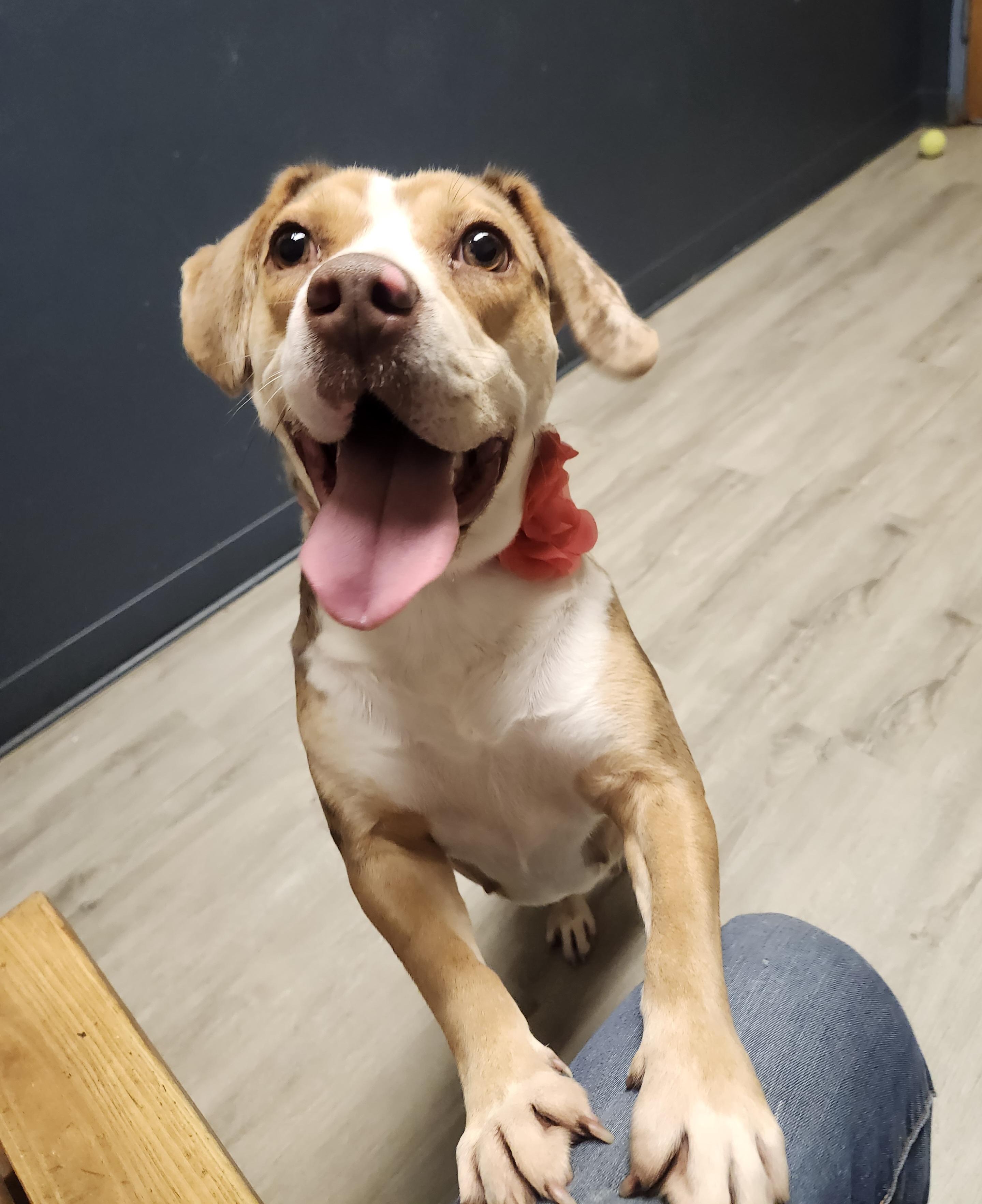 Freckle Face, an adopted mixed breed in Mansfield, OH image 2/4