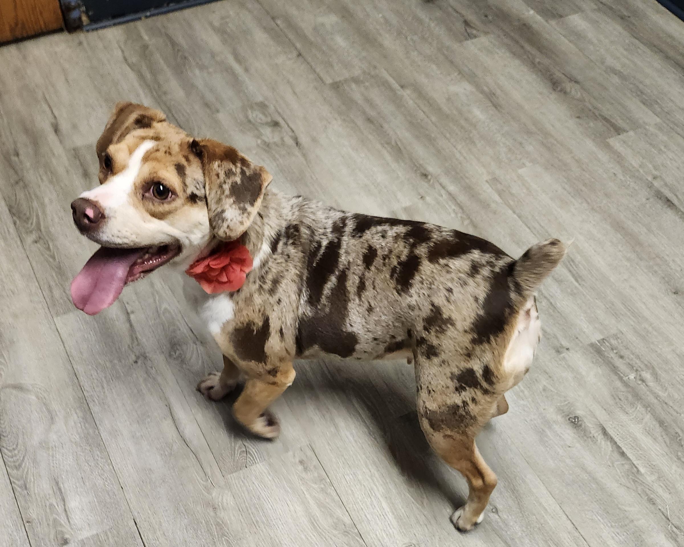 Freckle Face, adopted, Puppy Female Beagle & Australian Shepherd.