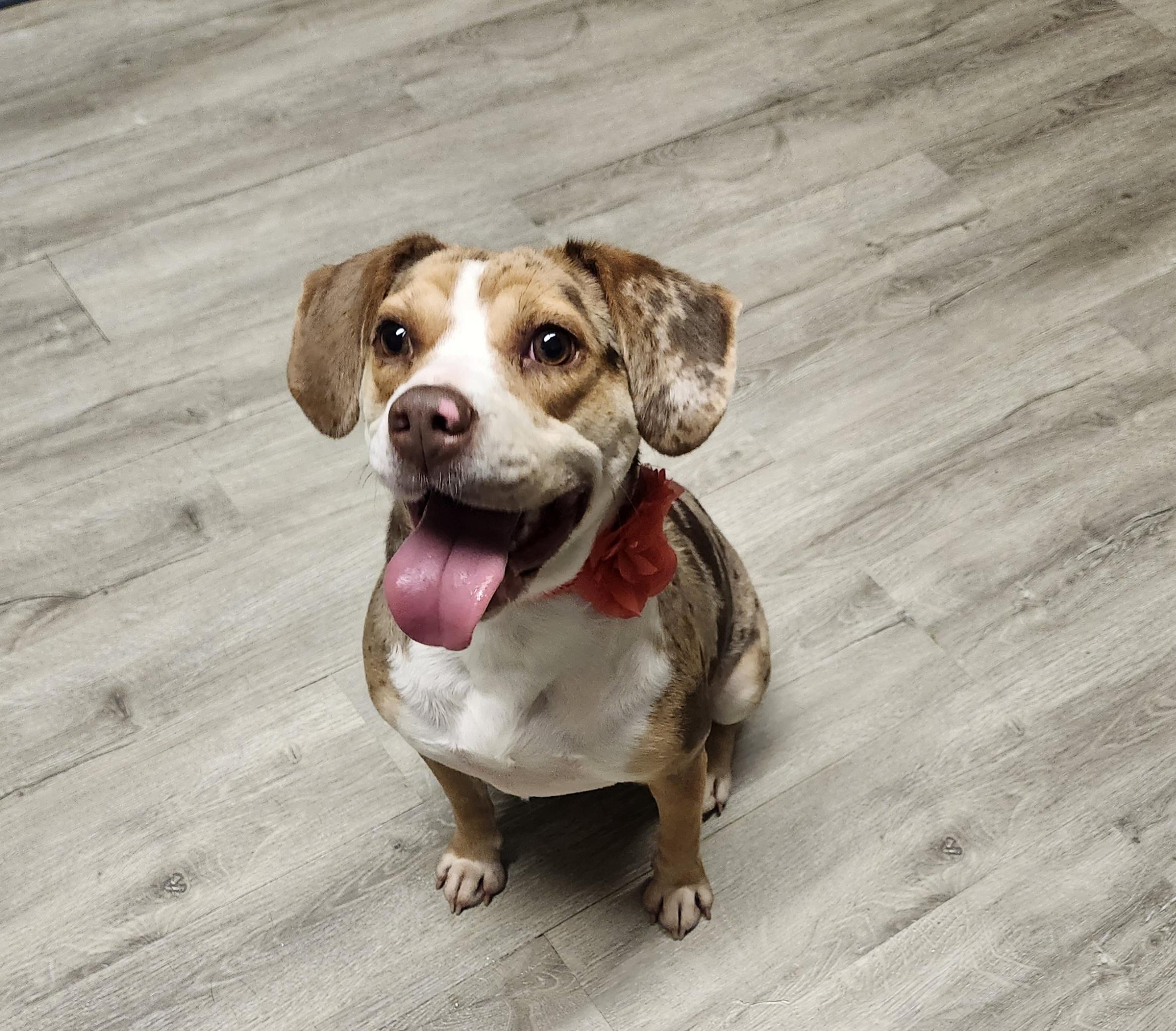 Freckle Face, an adopted mixed breed in Mansfield, OH image 3/4