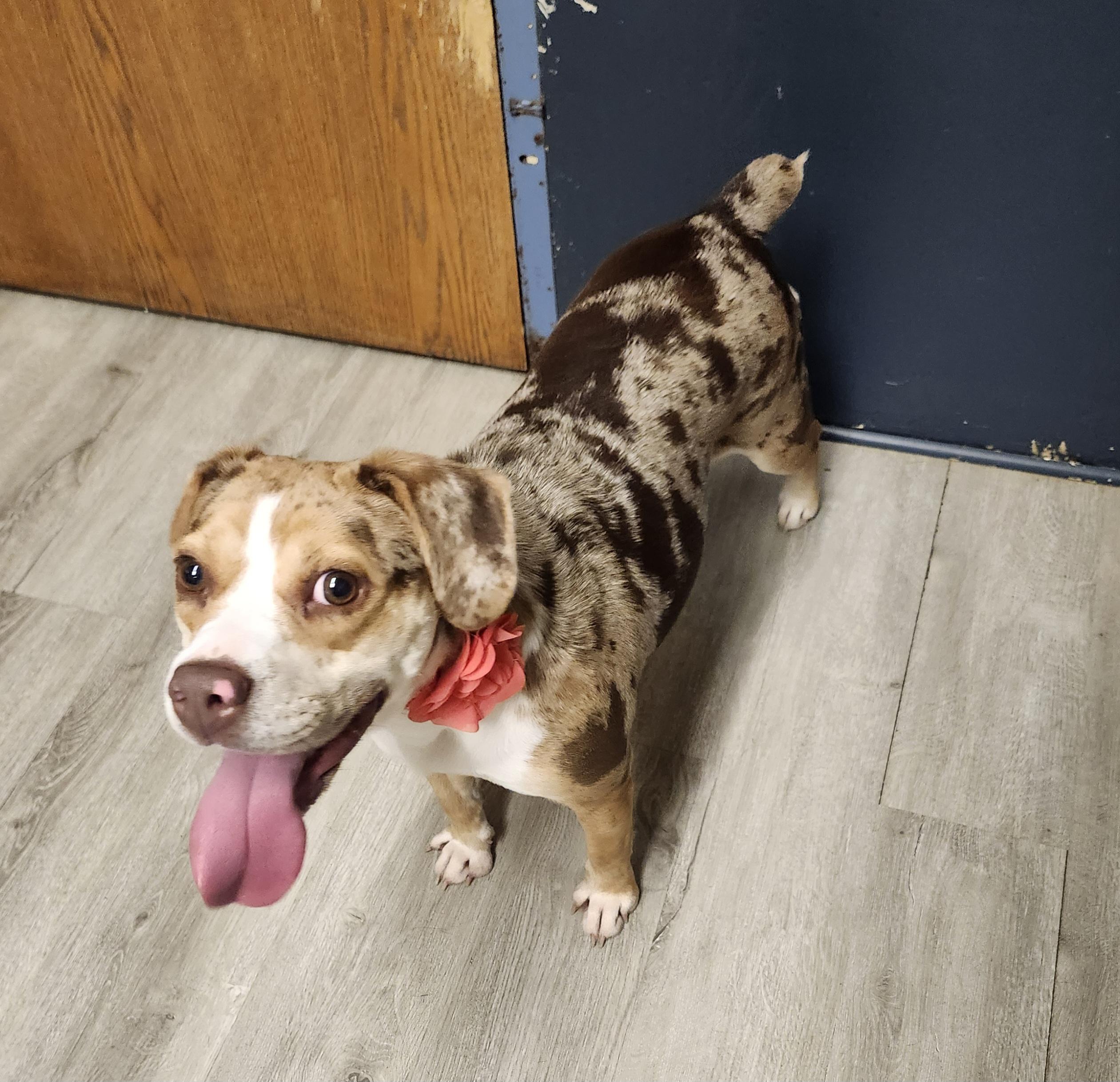 Freckle Face, an adopted mixed breed in Mansfield, OH image 4/4