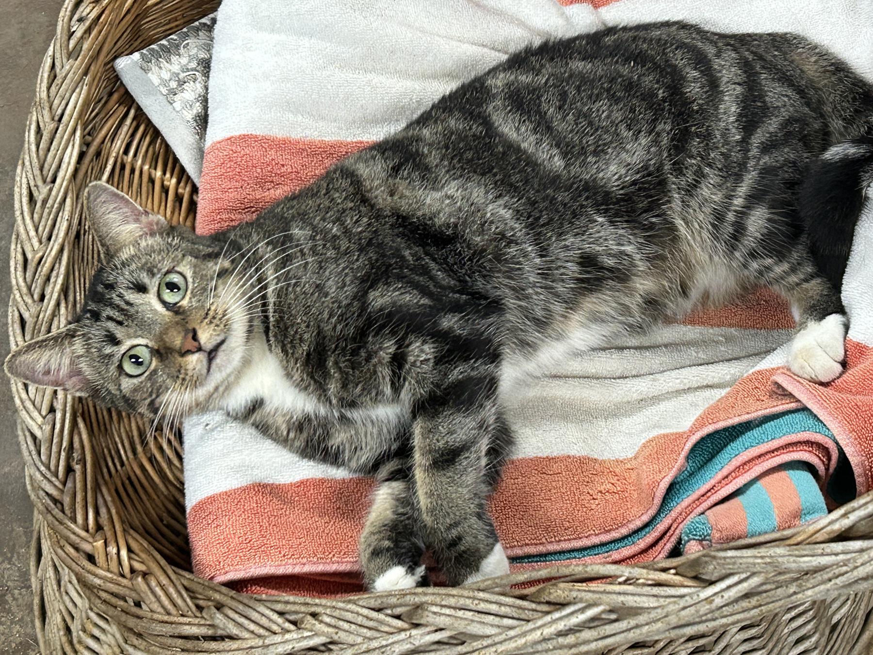 Enlarge Jasmine, a Adoptable American Shorthair in Marble Falls, TX image 2/3