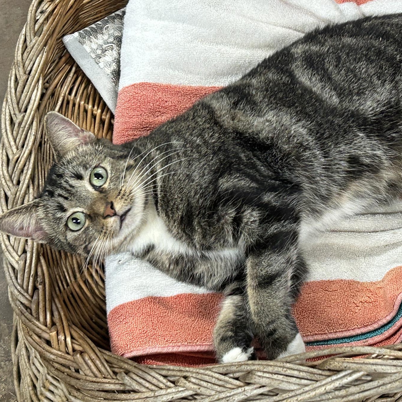 Enlarge Jasmine, a Adoptable American Shorthair in Marble Falls, TX image 1/3