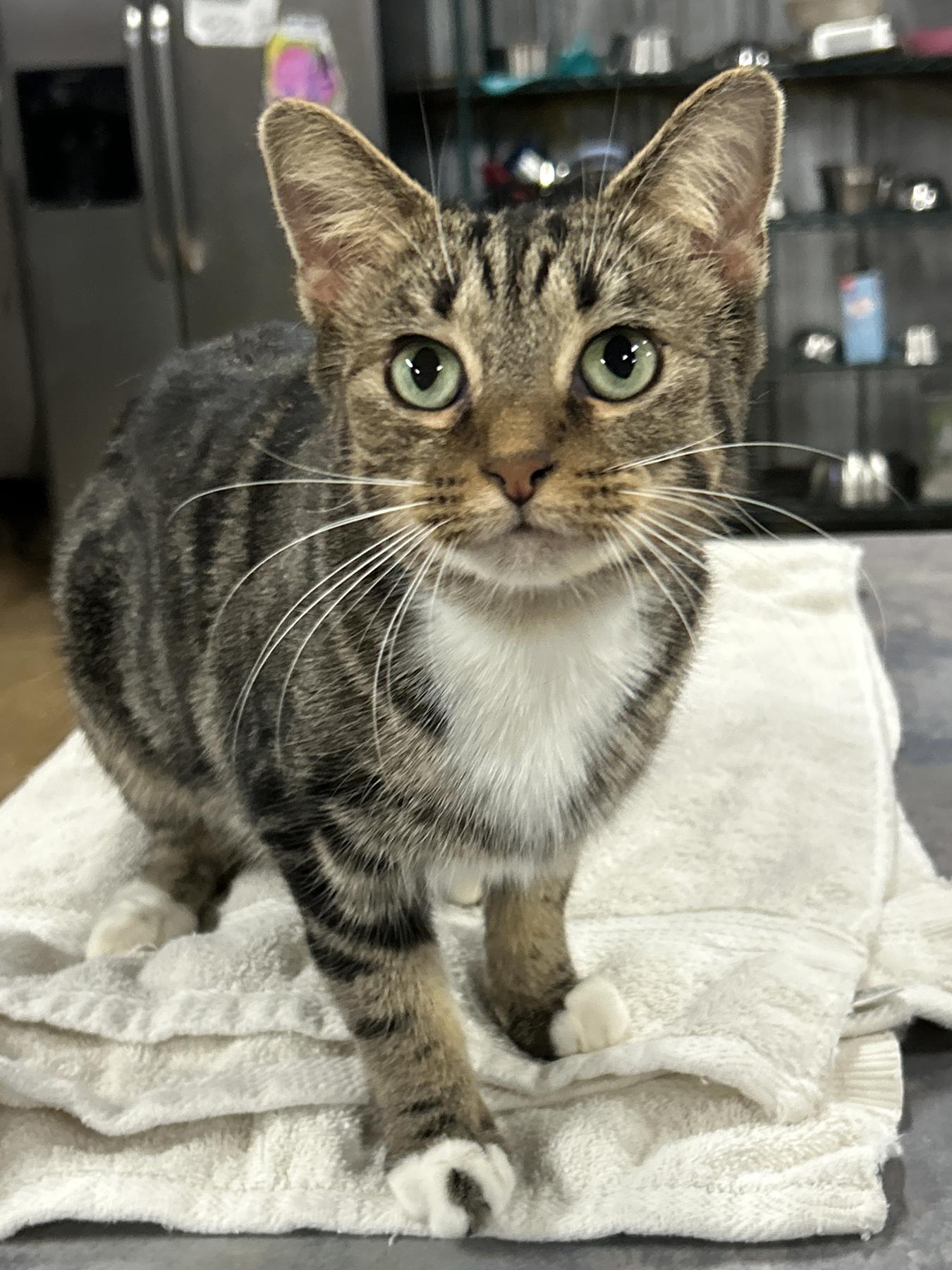 Jasmine, Adoptable, Young Female American Shorthair.