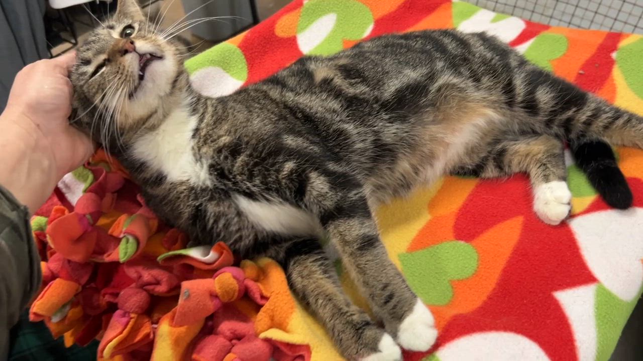 Enlarge Jasmine, an adopted American Shorthair in Marble Falls, TX video 4/4