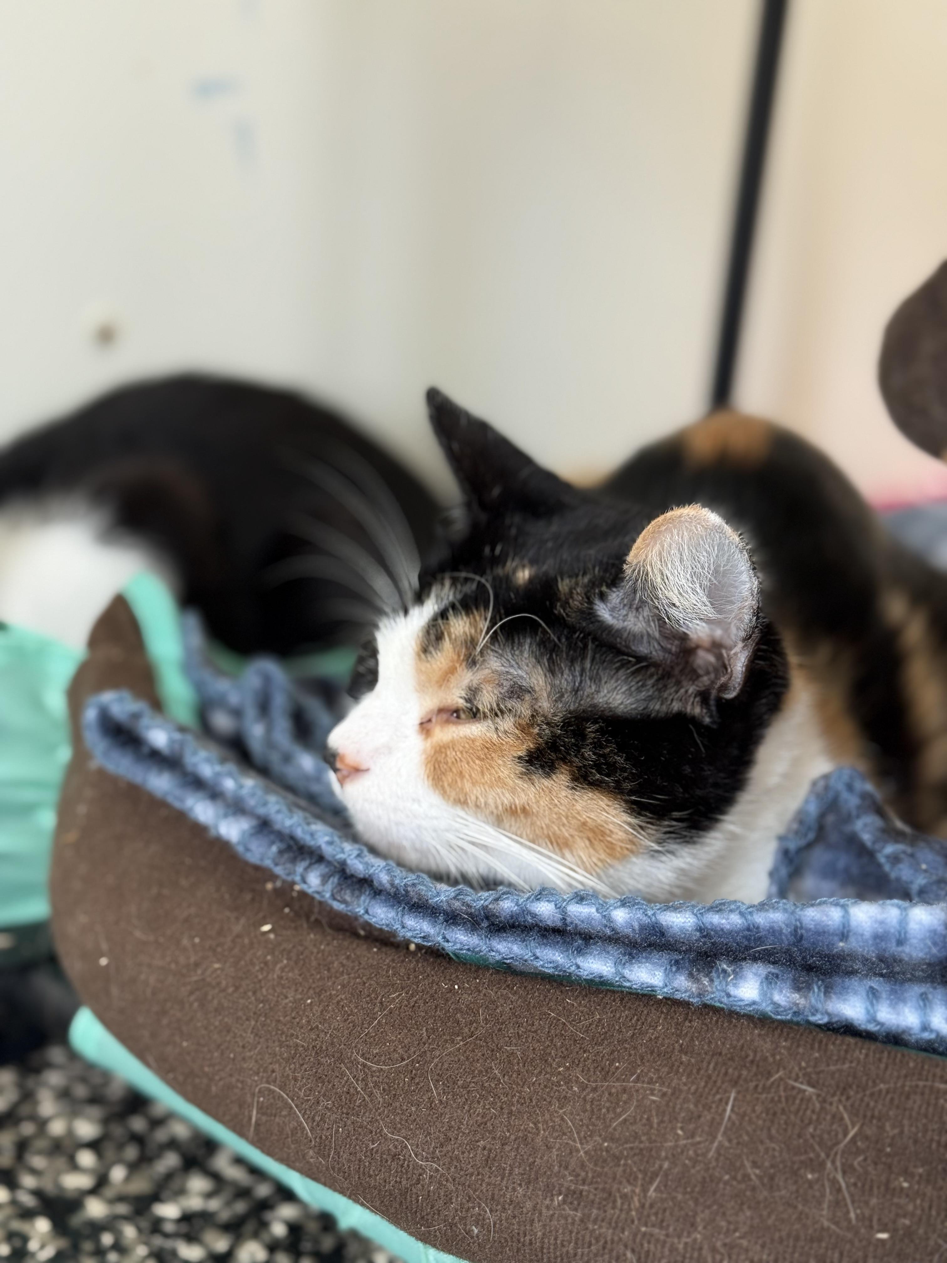 Cali, a Adoptable mixed breed in McKenzie, TN image 2/2