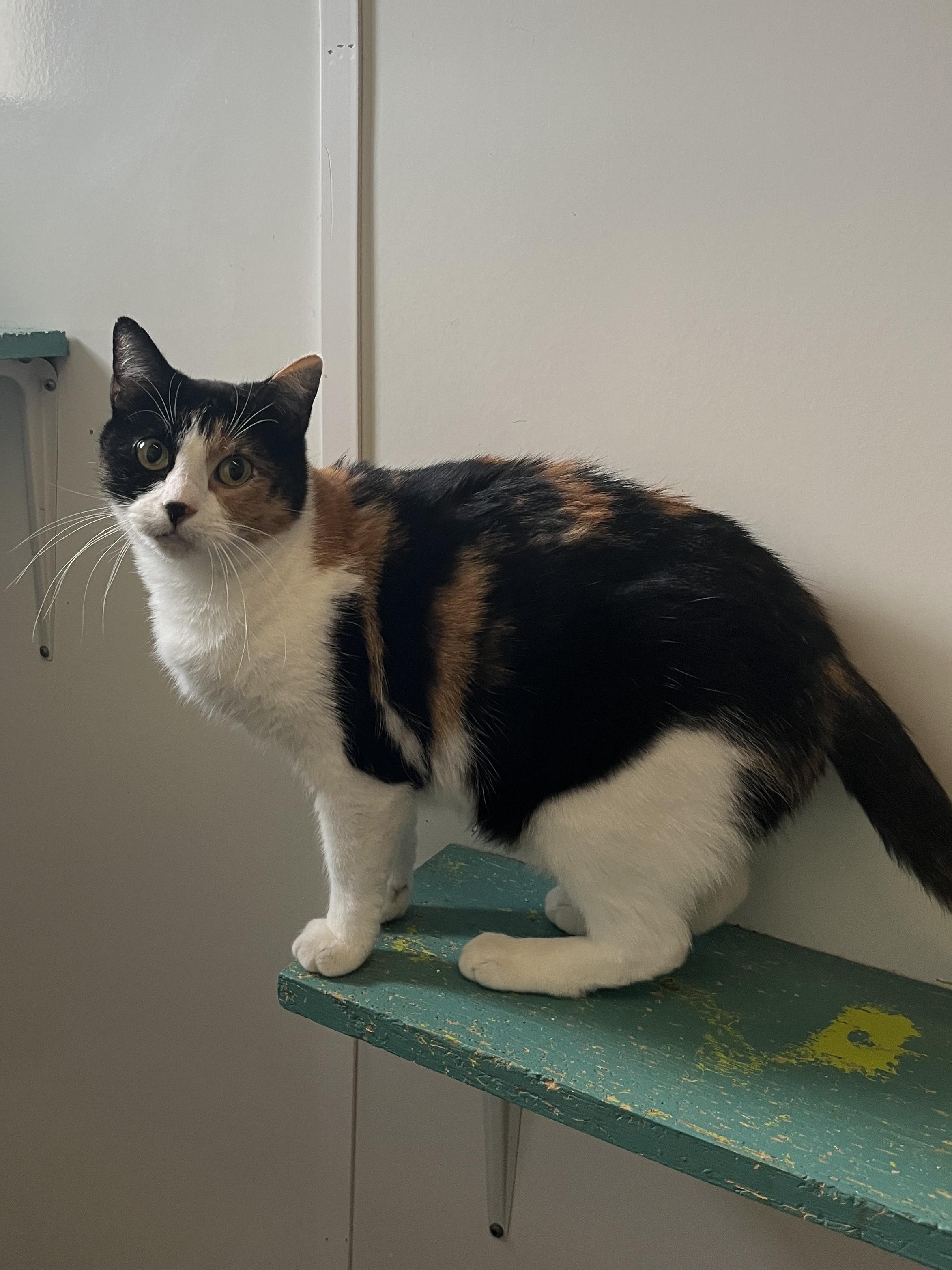 Cali, Adoptable, Adult Female Domestic Short Hair & Calico.